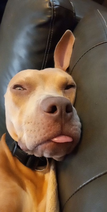 Sleeping dog with it's tongue out
